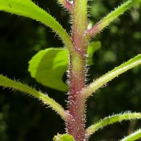 Pluchea paniculata (Willd.) Karthik. & Moorthy